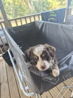 Red tri , a female Toy Australian Shepherd for sale in Gilmer, TX – 5 of 10