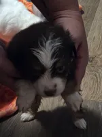 Black , a female Toy Australian Shepherd for sale in Gilmer, TX – 2 of 10