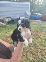 Black , a female Toy Australian Shepherd for sale in Gilmer, TX – 3 of 10