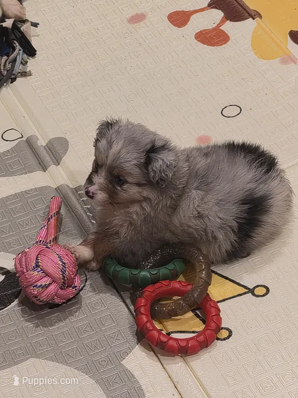 Grey  – Toy Australian Shepherd puppy for sale in Gilmer, TX