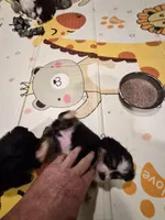 Black , a female Toy Australian Shepherd for sale in Gilmer, TX – 5 of 10