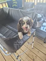 Red tri , a female Toy Australian Shepherd for sale in Gilmer, TX – 8 of 10