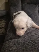 White , a female Toy Australian Shepherd for sale in Gilmer, TX – 8 of 8