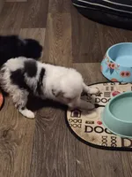 White , a female Toy Australian Shepherd for sale in Gilmer, TX – 4 of 8