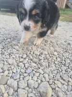 Black , a female Toy Australian Shepherd for sale in Gilmer, TX – 5 of 10