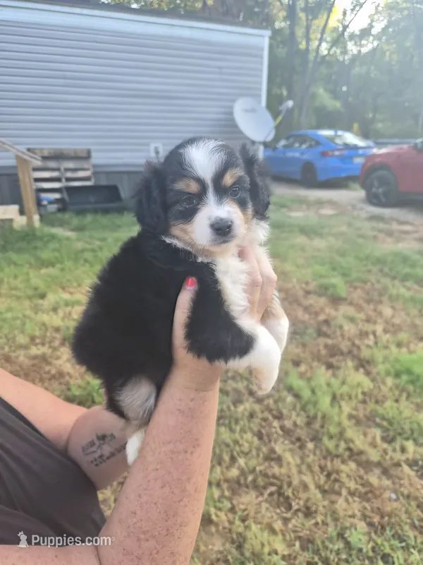 Black  – Toy Australian Shepherd puppy for sale in Gilmer, TX