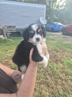 Black , a female Toy Australian Shepherd for sale in Gilmer, TX – 1 of 10