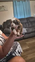 Brown , a female Toy Australian Shepherd for sale in Gilmer, TX – 7 of 8
