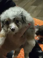 Grey , a female Toy Australian Shepherd for sale in Gilmer, TX – 4 of 5