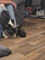 Black , a female Toy Australian Shepherd for sale in Gilmer, TX – 4 of 10