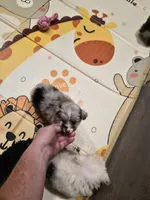 Grey , a female Toy Australian Shepherd for sale in Gilmer, TX – 3 of 5