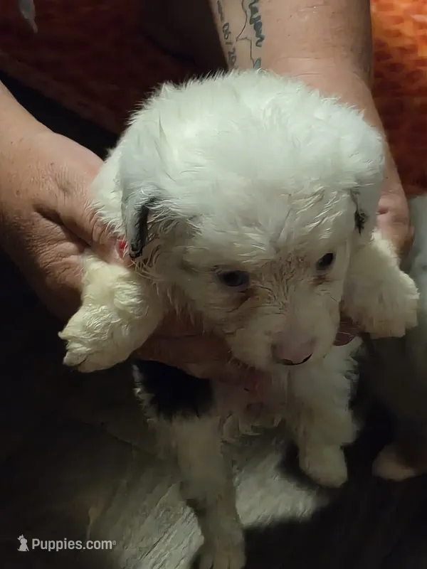 White  – Toy Australian Shepherd puppy for sale in Gilmer, TX