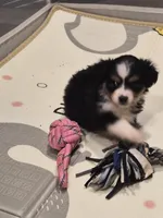 Black , a female Toy Australian Shepherd for sale in Gilmer, TX – 6 of 10