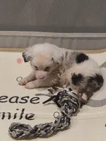 White , a female Toy Australian Shepherd for sale in Gilmer, TX – 6 of 8