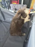 Red tri , a female Toy Australian Shepherd for sale in Gilmer, TX – 6 of 10