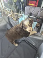 Red tri , a female Toy Australian Shepherd for sale in Gilmer, TX – 9 of 10