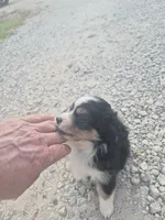 Black , a female Toy Australian Shepherd for sale in Gilmer, TX – 4 of 10