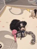 Black , a female Toy Australian Shepherd for sale in Gilmer, TX – 8 of 10