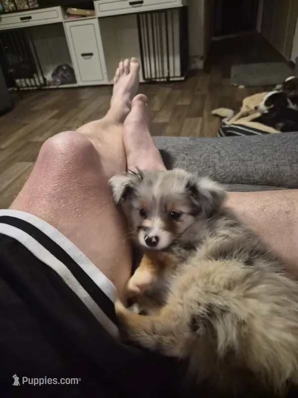 Grey merle  – Toy Australian Shepherd puppy for sale in Gilmer, TX