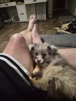 Grey merle , a female Toy Australian Shepherd for sale in Gilmer, TX – 1 of 9