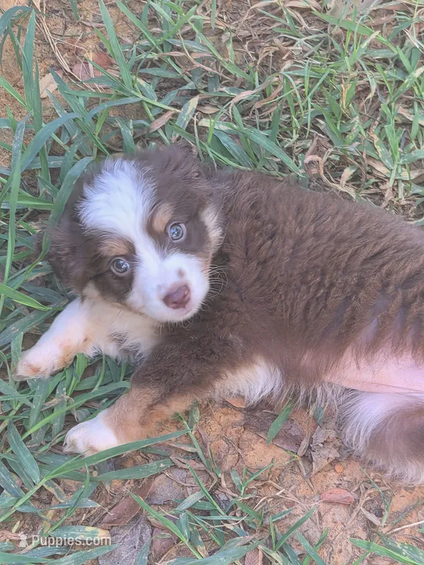 Red tri  – Toy Australian Shepherd puppy for sale in Gilmer, TX