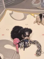 Black , a female Toy Australian Shepherd for sale in Gilmer, TX – 10 of 10