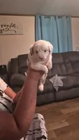 White , a female Toy Australian Shepherd for sale in Gilmer, TX – 7 of 8