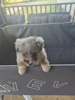 Grey merle , a female Toy Australian Shepherd for sale in Gilmer, TX – 3 of 9