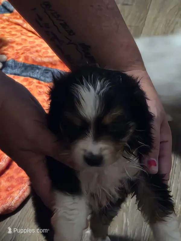 Black  – Toy Australian Shepherd puppy for sale in Gilmer, TX