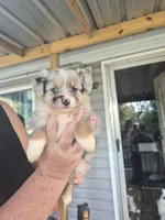 Grey merle , a female Toy Australian Shepherd for sale in Gilmer, TX – 7 of 9