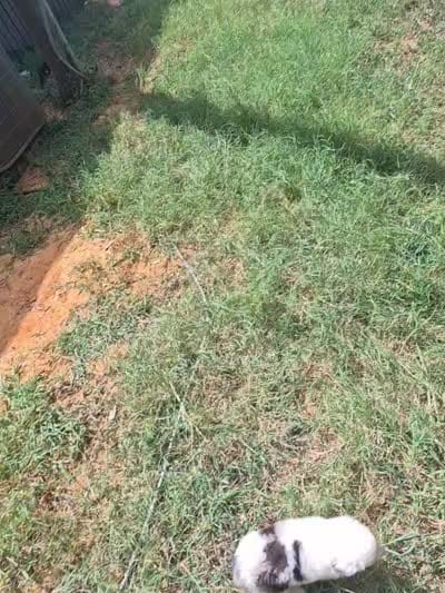Black , a female Toy Australian Shepherd for sale in Gilmer, TX – 9 of 10