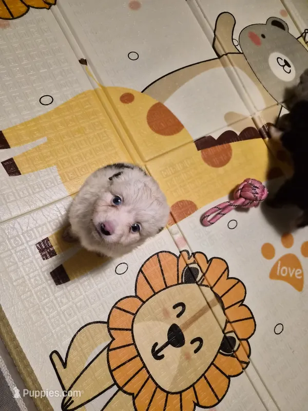 White  – Toy Australian Shepherd puppy for sale in Gilmer, TX