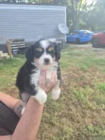 Black , a female Toy Australian Shepherd for sale in Gilmer, TX – 2 of 10
