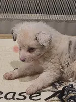 White , a female Toy Australian Shepherd for sale in Gilmer, TX – 5 of 8