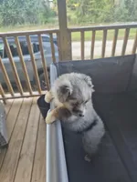 Grey merle , a female Toy Australian Shepherd for sale in Gilmer, TX – 6 of 9