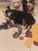 Black , a female Toy Australian Shepherd for sale in Gilmer, TX – 7 of 10