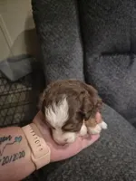 Brown , a female Toy Australian Shepherd for sale in Gilmer, TX – 8 of 8