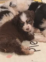 Brown , a female Toy Australian Shepherd for sale in Gilmer, TX – 3 of 8