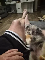 Grey merle , a female Toy Australian Shepherd for sale in Gilmer, TX – 5 of 9