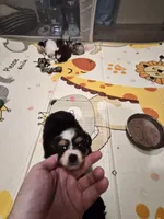 Black , a female Toy Australian Shepherd for sale in Gilmer, TX – 3 of 10