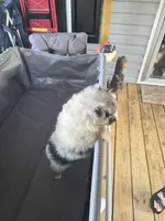 Grey merle , a female Toy Australian Shepherd for sale in Gilmer, TX – 8 of 9