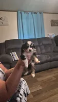 Black , a female Toy Australian Shepherd for sale in Gilmer, TX – 9 of 10