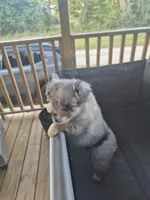 Grey merle , a female Toy Australian Shepherd for sale in Gilmer, TX – 2 of 9