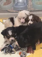White , a female Toy Australian Shepherd for sale in Gilmer, TX – 3 of 8