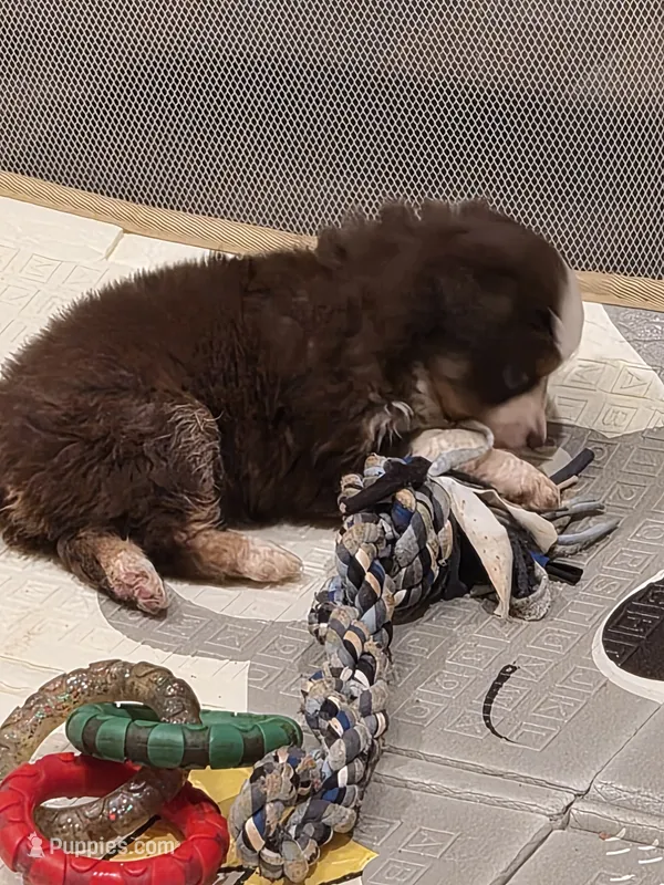 Brown  – Toy Australian Shepherd puppy for sale in Gilmer, TX