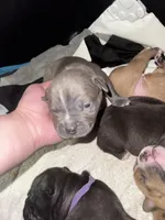 G, a male American Bully for sale in Albuquerque, NM – Photo 4 of 5