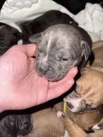 G, a male American Bully for sale in Albuquerque, NM – Photo 2 of 5