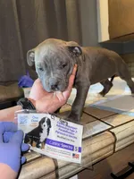 G, a male American Bully for sale in Albuquerque, NM – Photo 3 of 5