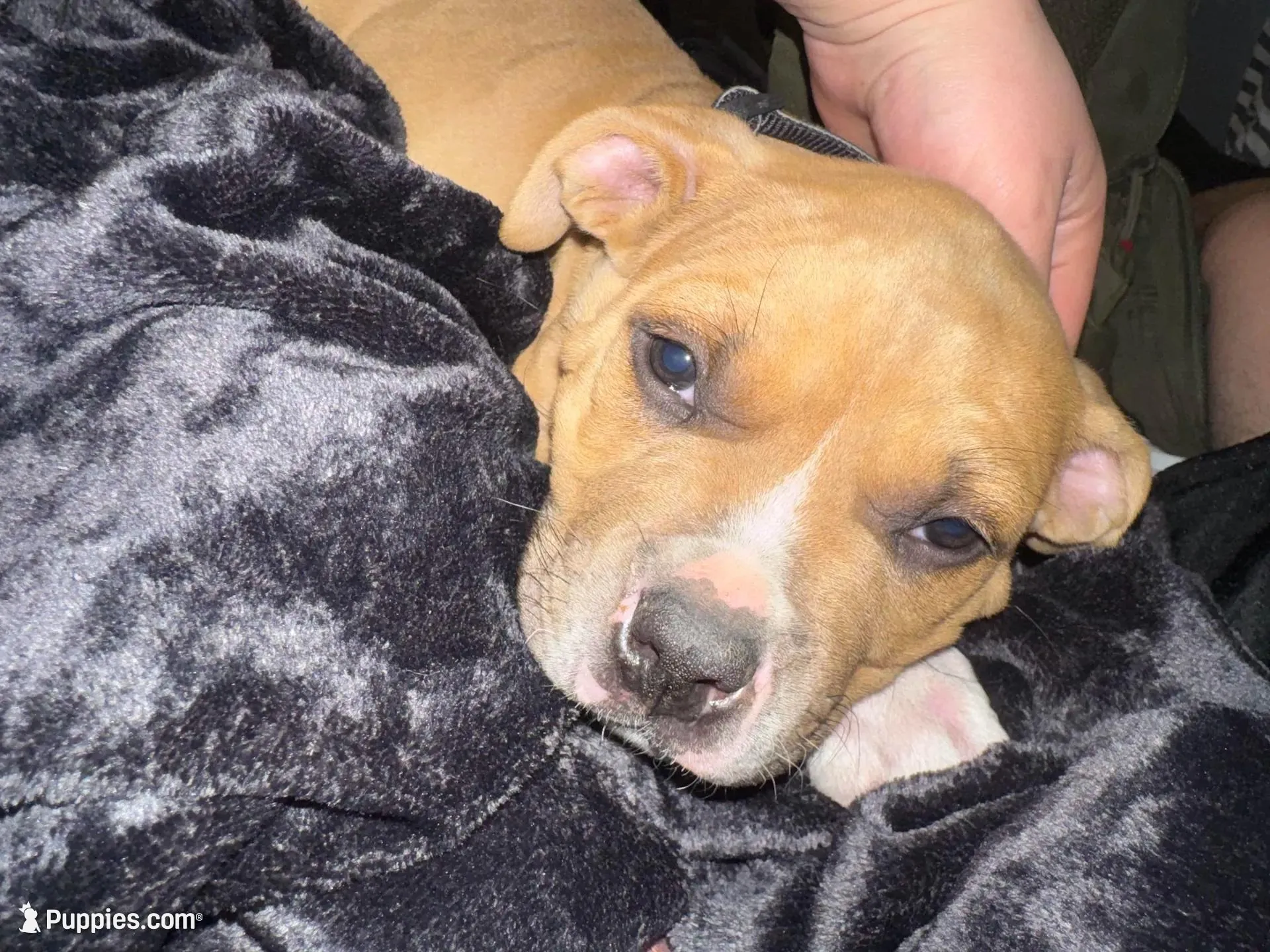 Tank – American Bully puppy for sale in Albuquerque, NM