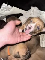 Tank, a male American Bully for sale in Albuquerque, NM – Photo 4 of 7